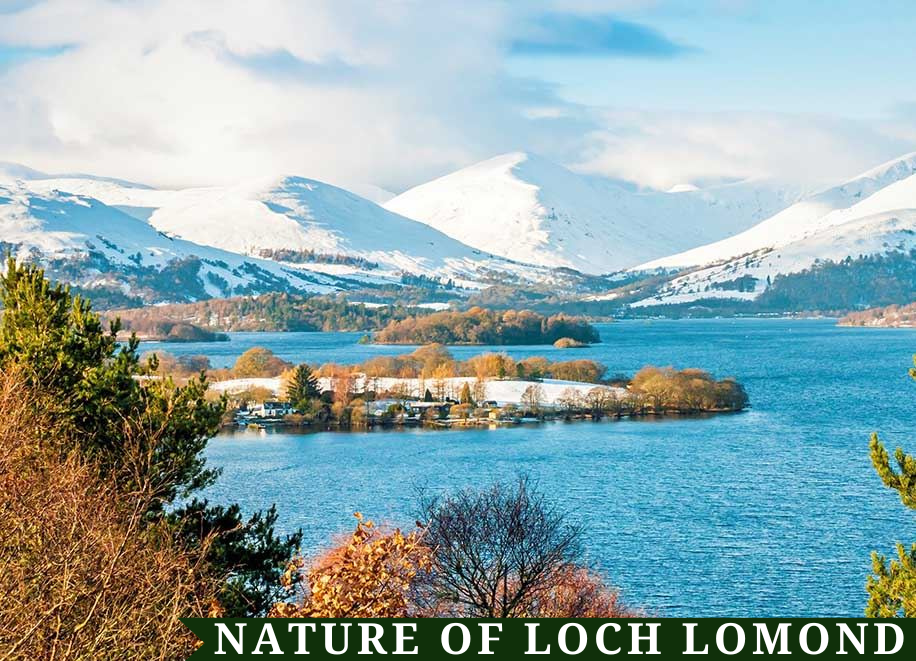 Nature-of-loch-lomond